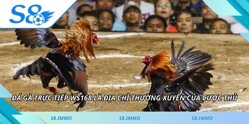 Đá gà trực tiếp WS168 là địa chỉ thường xuyên của cược thủ